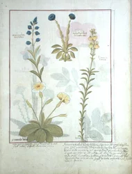 Ms Fr. Fv VI #1 fol.117 Oben: Onobrychis oder Esparsette und Aphyllanthes. Unten: Linaria Lutea und Primula Veris oder Schlüsselblume, Illustration aus Das Buch der einfachen Heilmittel von Matthaeus Platearius (gest. ca. 1161) um 1470